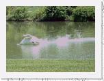 05-06 Cob 2 * 976 x 732 * (582KB)